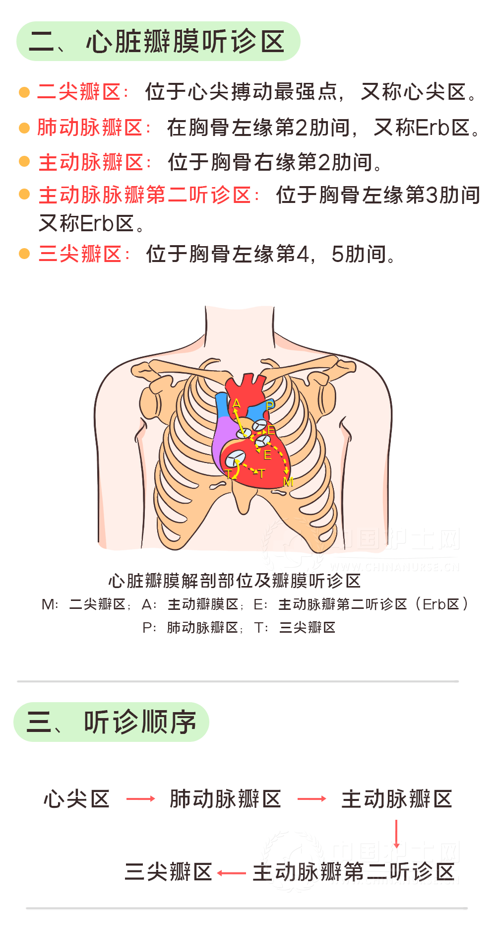 肺部听诊位置及顺序图图片